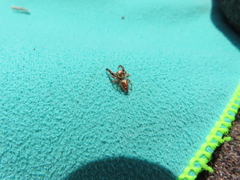 Thyene imperialis