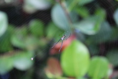 Leucauge argyra
