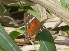 Anartia amathea