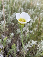 Calochortus gunnisonii
