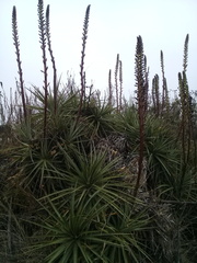 Puya aequatorialis