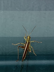 Schistocerca alutacea