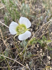 Calochortus gunnisonii