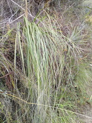 Cortaderia