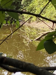 Emydoidea blandingii