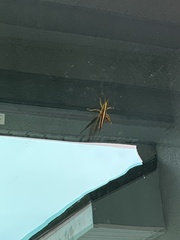 Schistocerca alutacea