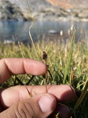 Luzula orestera