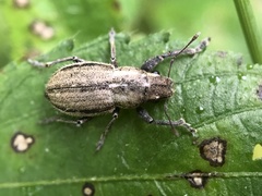 Naupactus peregrinus