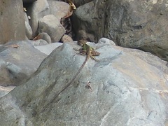 Basiliscus galeritus