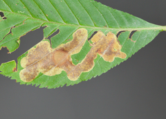 Cameraria aesculisella
