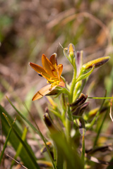 Wachendorfia multiflora