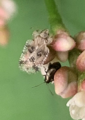 Tingidae