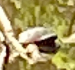 Emydoidea blandingii