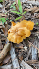 Cantharellus lateritius