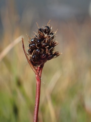 Luzula orestera