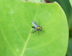 Condylostylus longicornis