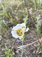 Calochortus gunnisonii