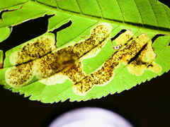 Cameraria aesculisella