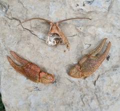 Austropotamobius torrentium