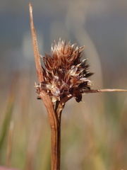 Luzula orestera