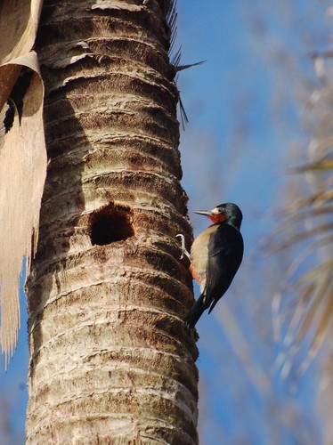Melanerpes portoricensis