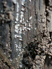 Brachyponera chinensis