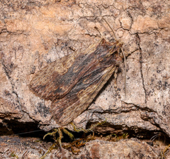 Lithophane hemina