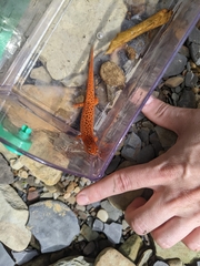 Pseudotriton ruber