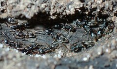 Brachyponera chinensis