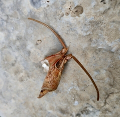 Austropotamobius torrentium