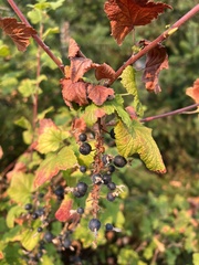 Ribes sanguineum