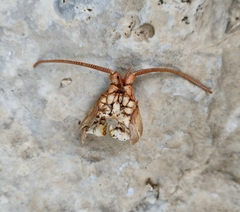 Austropotamobius torrentium