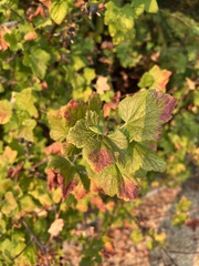 Ribes sanguineum