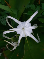 Hymenocallis