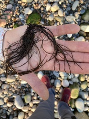 Chordaria flagelliformis