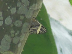 Colobura dirce