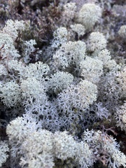 Cladonia stellaris