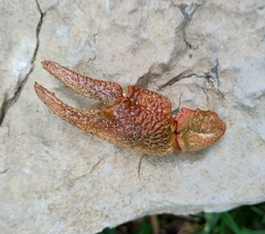 Austropotamobius torrentium