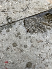 Odontomachus erythrocephalus