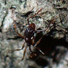 Aphaenogaster fulva