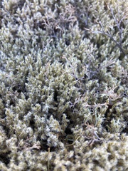Racomitrium lanuginosum
