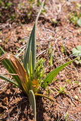 Wachendorfia multiflora