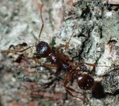 Aphaenogaster fulva