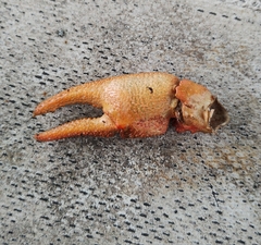 Austropotamobius torrentium