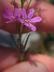 Lythrum californicum