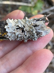 Punctelia bolliana