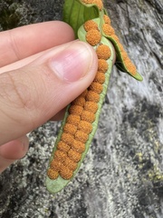 Polypodium scouleri