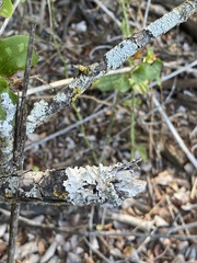 Punctelia bolliana