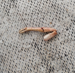 Austropotamobius torrentium