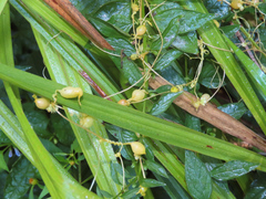 Smicronyx sculpticollis